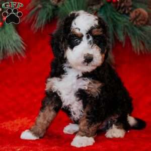 Berti, Mini Bernedoodle Puppy